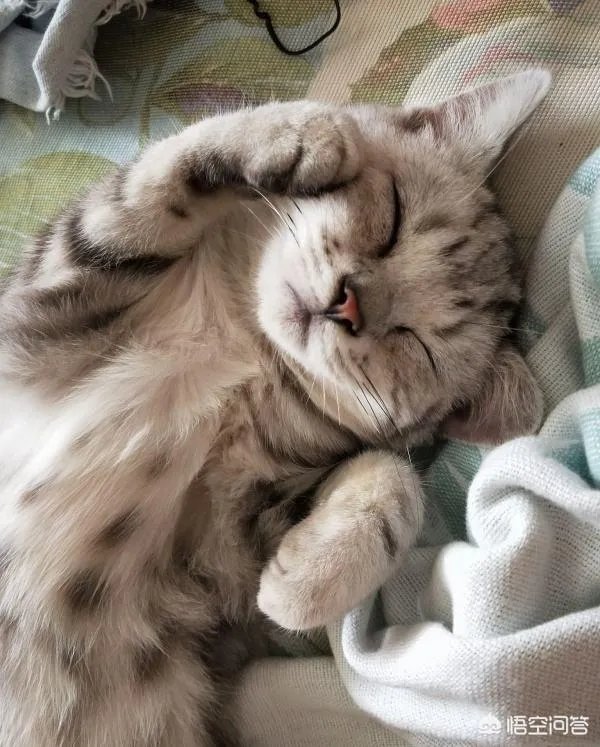 给每个员工发一只猫,等员工离职的话要把猫退还给公司,这样做可以起到稳定团队的作用吗?