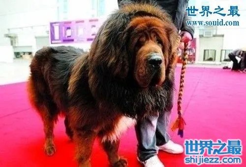 世界上最贵的藏獒,中国纯红藏獒高达5000万