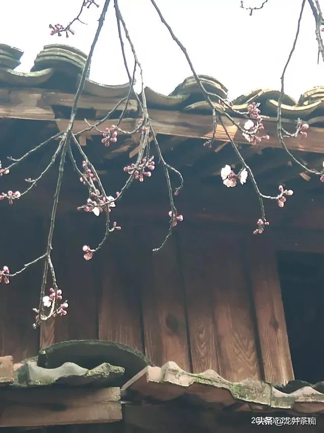 中茶108这个品种有何优缺点?