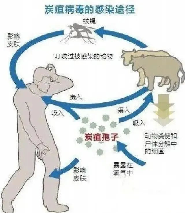 山东出现炭疽死亡病例!至少三地有人确诊,它是如何进行传播的?