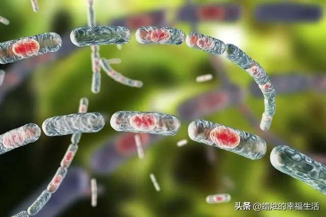 山东出现炭疽死亡病例!至少三地有人确诊,它是如何进行传播的?
