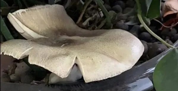 昆明一办公室内长出巨大蘑菇,这个蘑菇能吃吗?