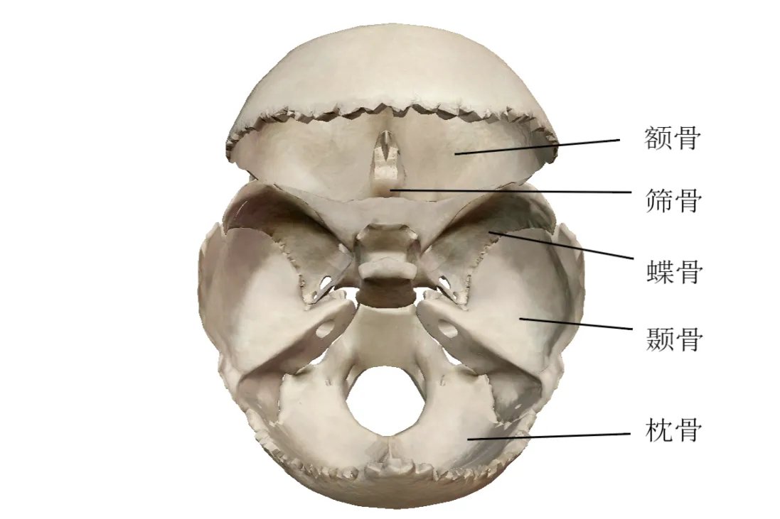 人体头部的部位名称图