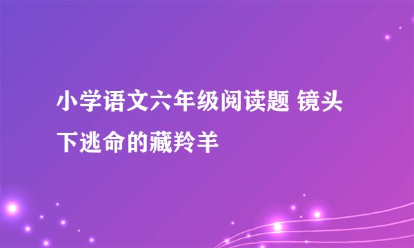 小学语文六年级阅读题 镜头下逃命的藏羚羊