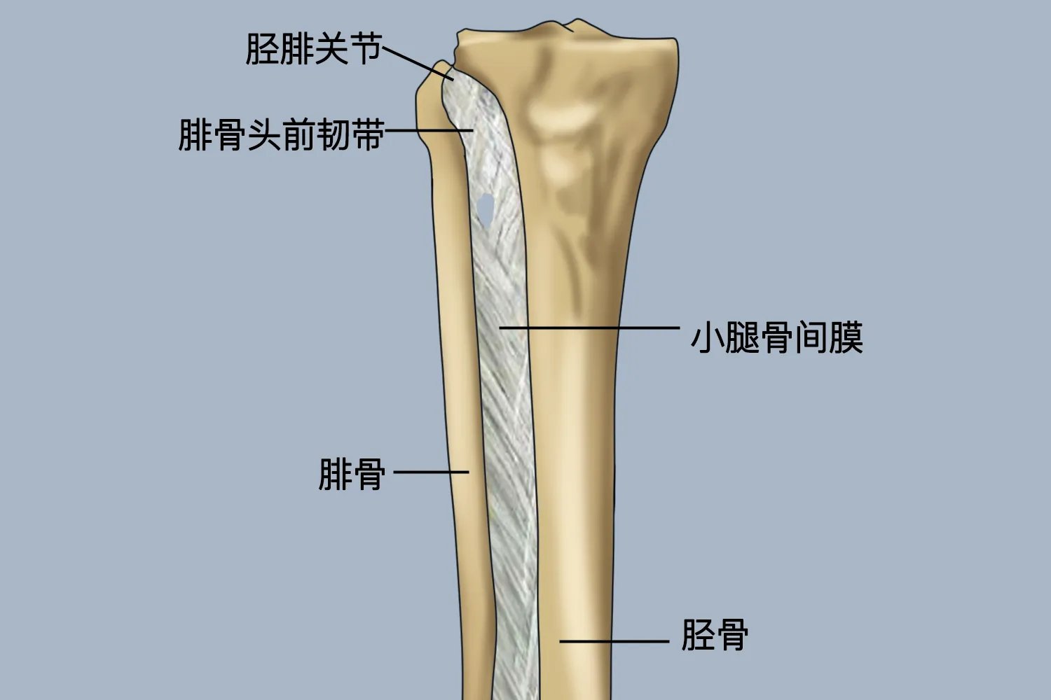 腿部关节图