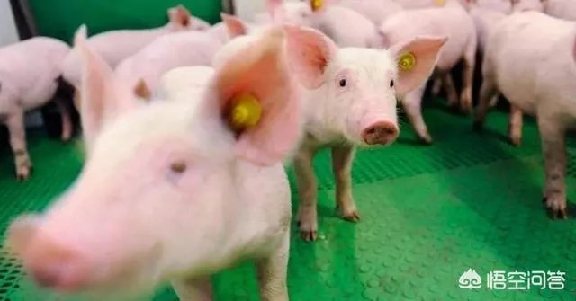 “人工智能养猪”的行为到底靠不靠谱？