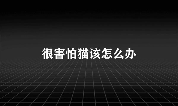 很害怕猫该怎么办