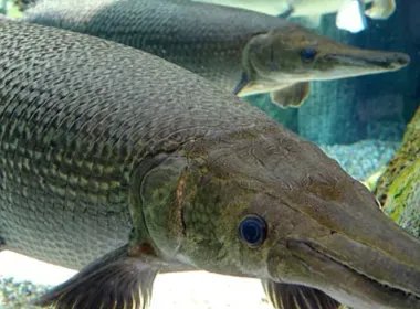 中国古动物馆鳄雀鳝咬伤游客,现场到底发生了什么呢?