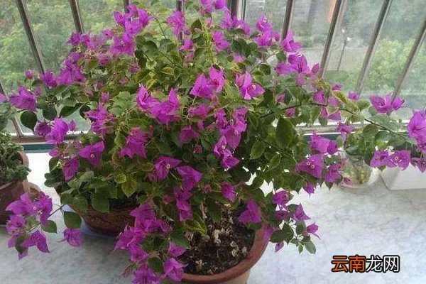 花怎么摘心,怎么给花摘心?