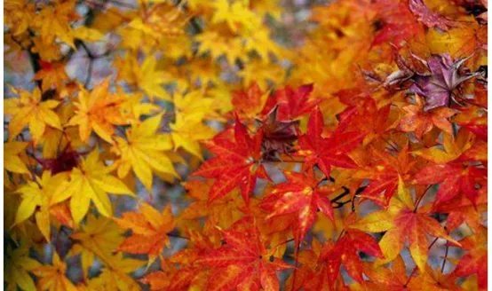 仿真枫树大概多少钱?