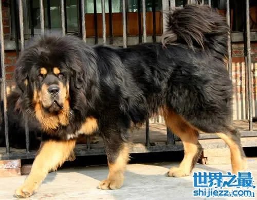 世界上最贵的藏獒,中国纯红藏獒高达5000万