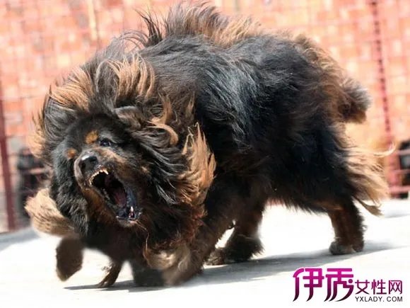 藏獒vs老虎谁厉害