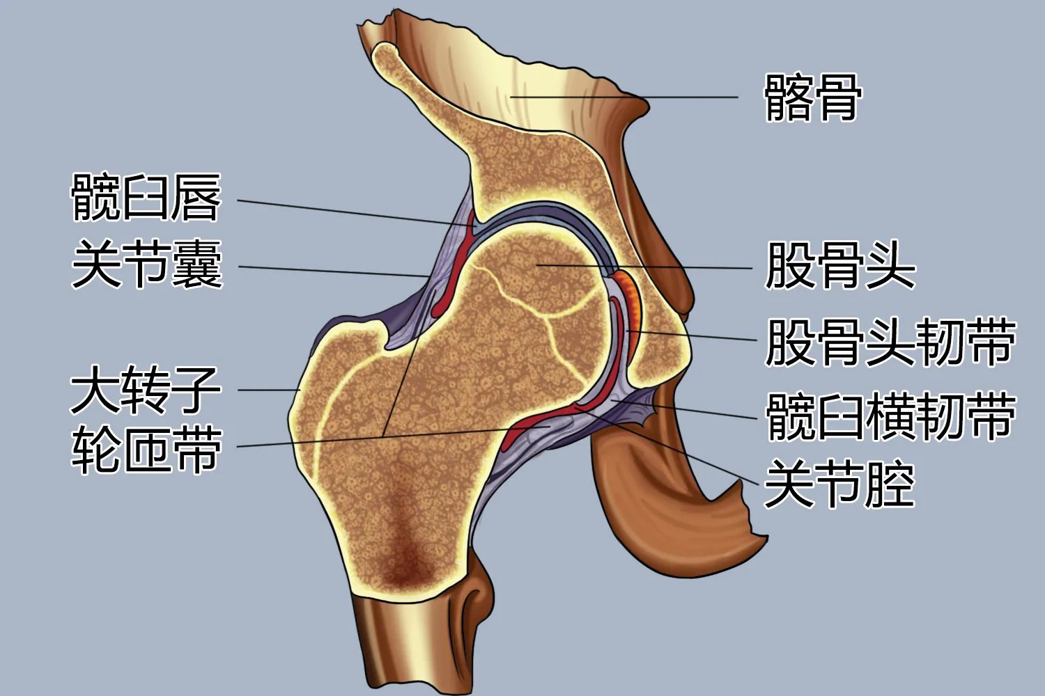 腿部关节图