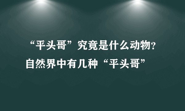“平头哥”究竟是什么动物？自然界中有几种“平头哥”