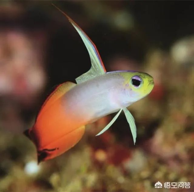 雷达鱼好养吗?