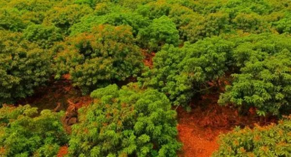 专家攻克无核荔枝种植难题,这将对农业带来怎样的帮助?