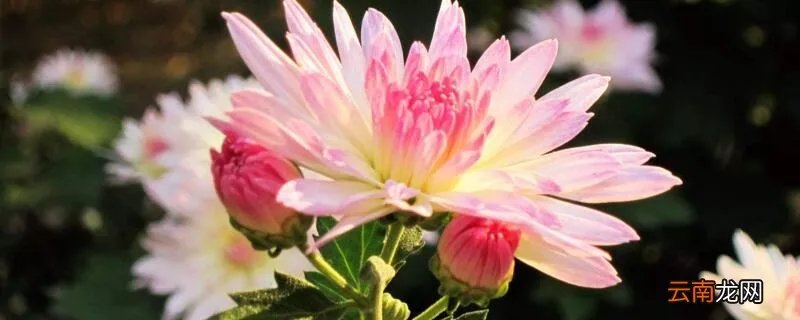 花怎么摘心，怎么给花摘心？