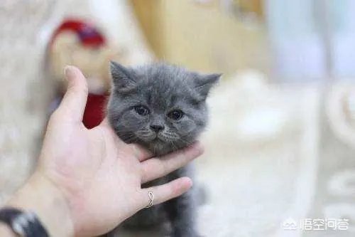 给每个员工发一只猫,等员工离职的话要把猫退还给公司,这样做可以起到稳定团队的作用吗?