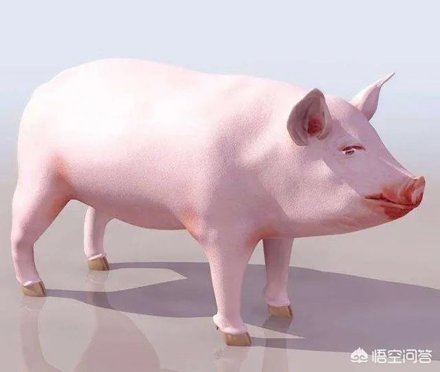 “人工智能养猪”的行为到底靠不靠谱？