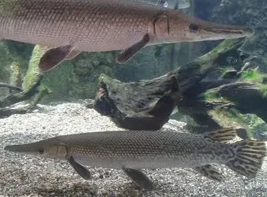 中国古动物馆鳄雀鳝咬伤游客,现场到底发生了什么呢?