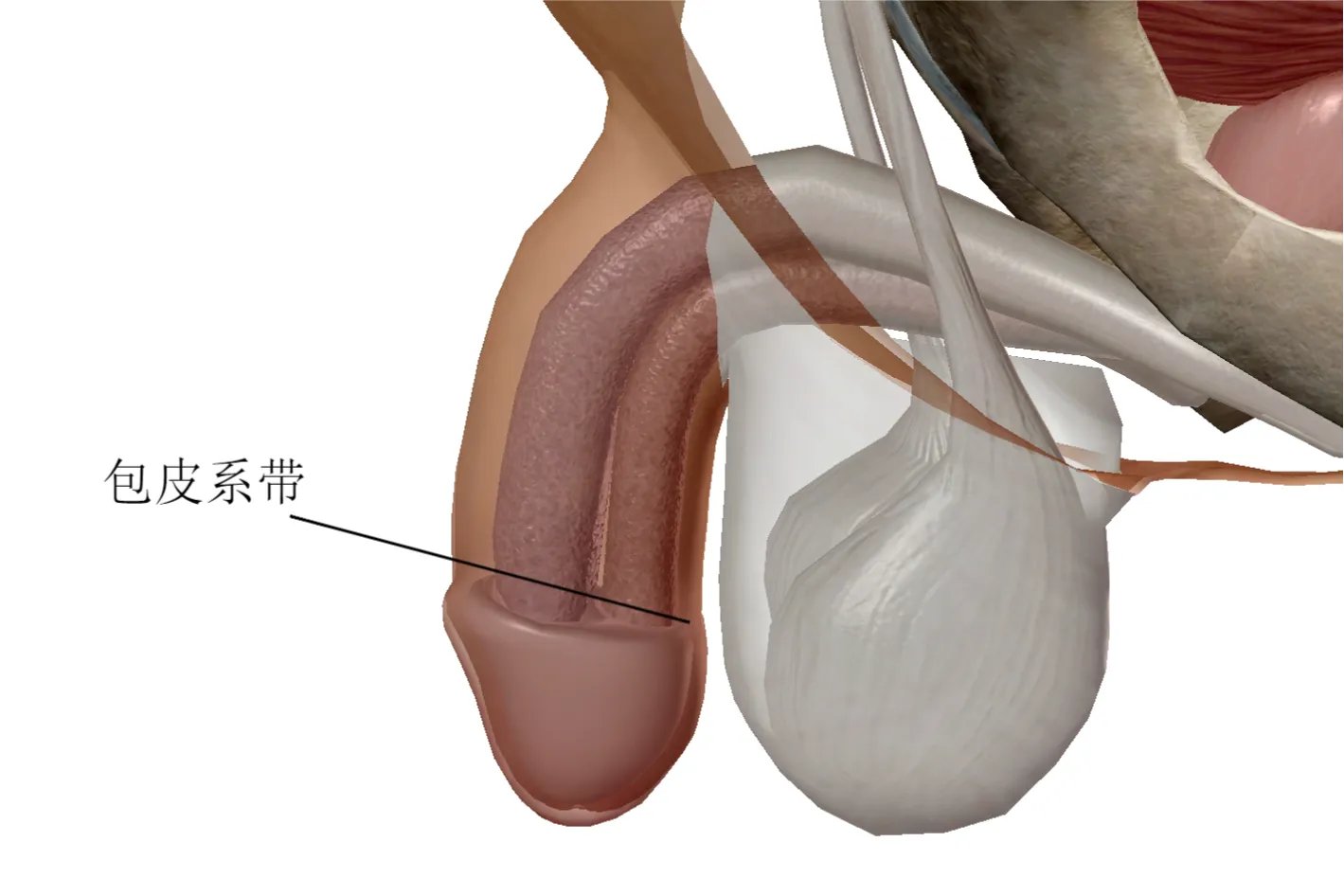 系带位置