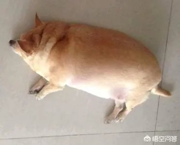 “人工智能养猪”的行为到底靠不靠谱？