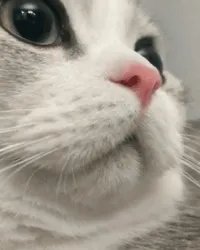 给每个员工发一只猫,等员工离职的话要把猫退还给公司,这样做可以起到稳定团队的作用吗?