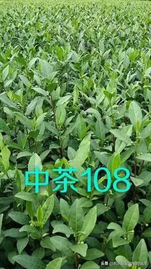 中茶108这个品种有何优缺点?
