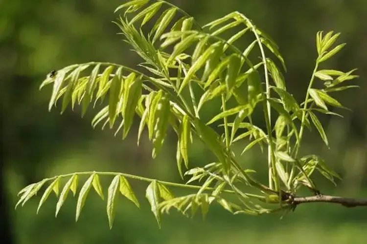 黄练芽的图片