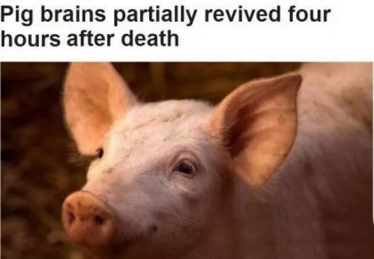 成功复活死亡猪脑是真的吗:怎么复活的始末详情