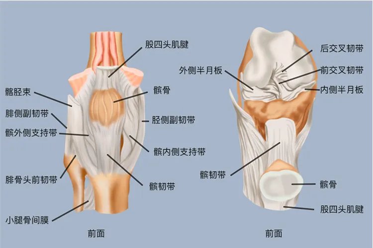 腿部关节图