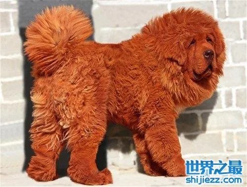 世界上最贵的藏獒,中国纯红藏獒高达5000万