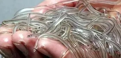 软黄金鱼是啥